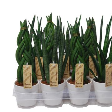 Sansevieria MIX