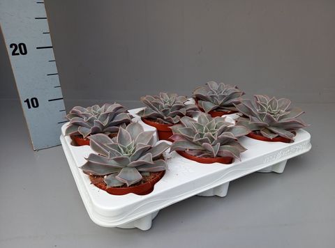 Echeveria 'Madiba'