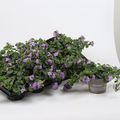 Bacopa caroliniana