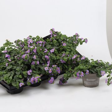 Bacopa caroliniana