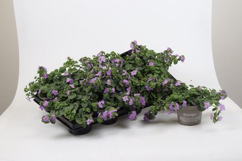 Bacopa caroliniana