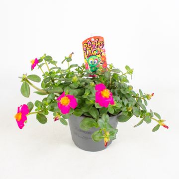 Portulaca MIX IN POT