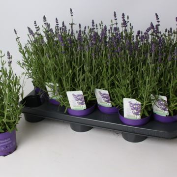 Lavandula angustifolia 'Hidcote'