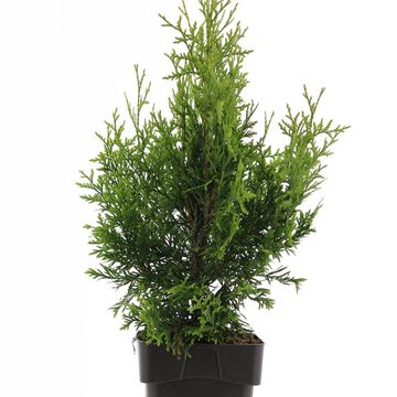 Thuja occidentalis 'Golden Brabant'