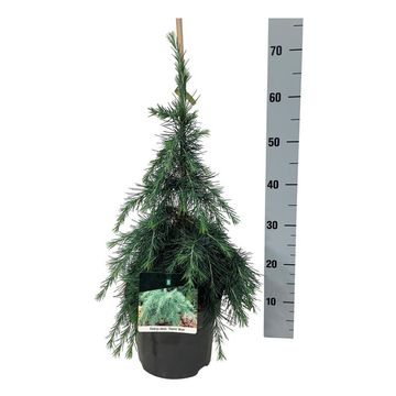 Cedrus deodara 'Feelin' Blue'