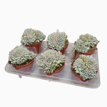 Echeveria 'Apus Cristata'