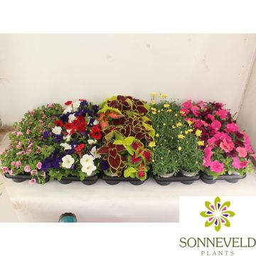 Rośliny sezonowe MIX