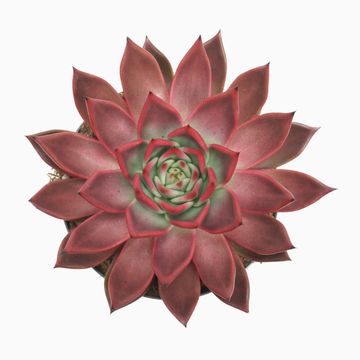 Echeveria agavoides 'Antares'