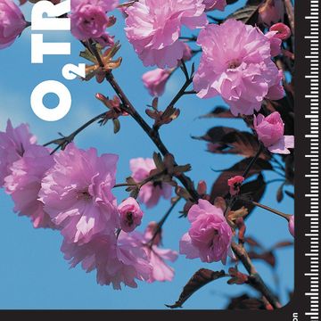 Prunus serrulata 'Royal Burgundy'