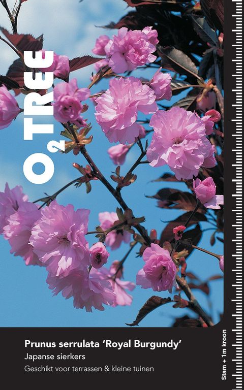 Prunus serrulata 'Royal Burgundy'