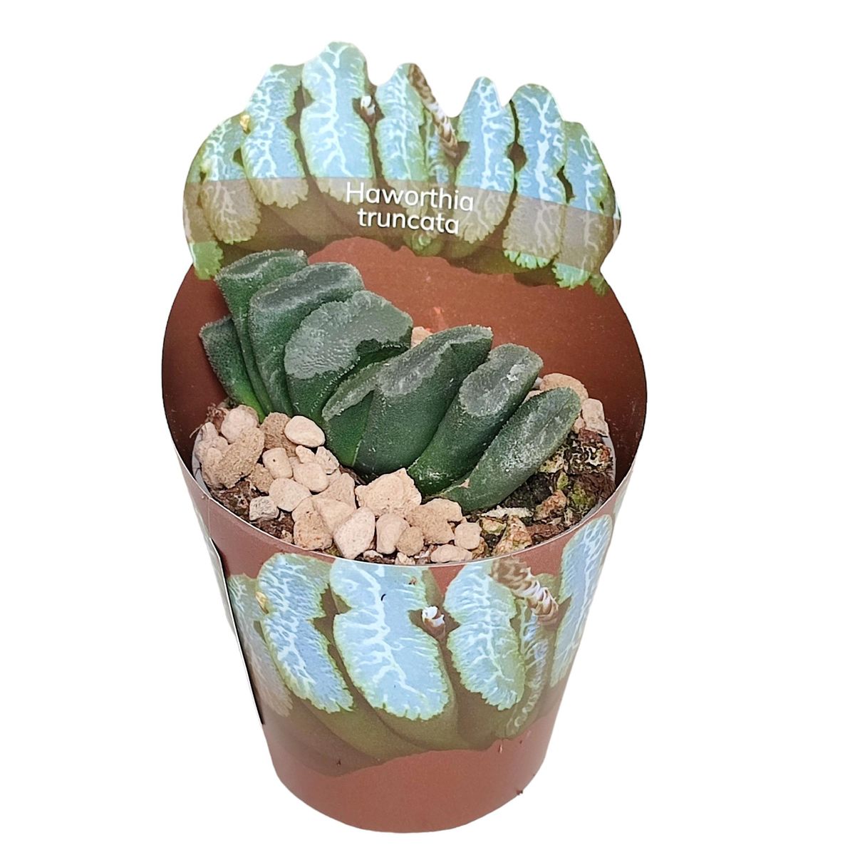 Haworthia truncata — Toptan Bitki Satışı FlorAccess