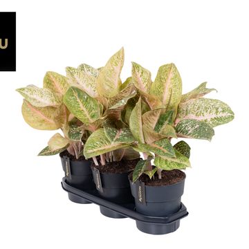 Aglaonema 'Vermillion Red'