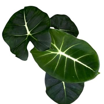 Alocasia micholitziana ROUND TYPE