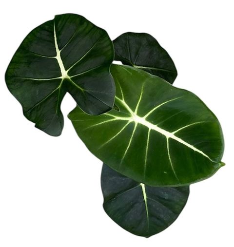 Alocasia micholitziana ROUND TYPE