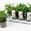 Helleborus orientalis MIX