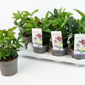 Helleborus orientalis MIX