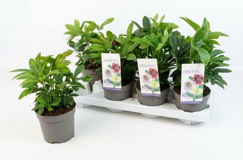 Helleborus orientalis MIX