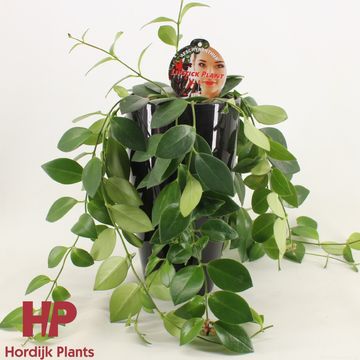 Aeschynanthus 'Мона Лиза'