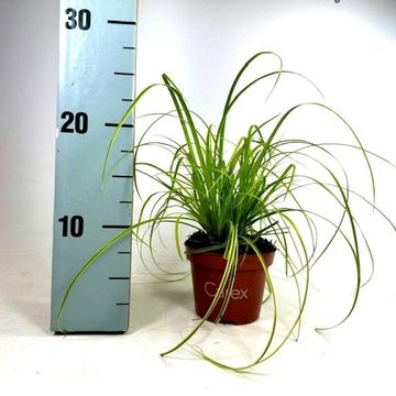 Carex dolichostachya 'Kaga-nishiki'