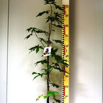 Liquidambar styraciflua 'Worplesdon'
