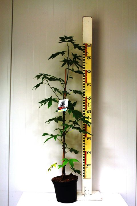 Liquidambar styraciflua 'Worplesdon'