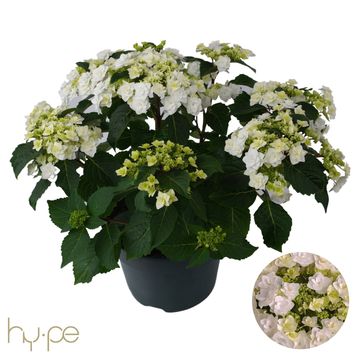Hydrangea macrophylla WEDDING GOWN