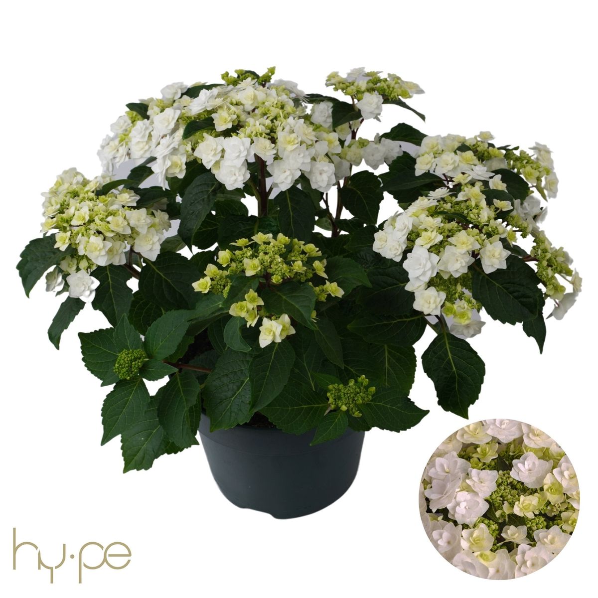 Hydrangea macrophylla WEDDING GOWN — Plant Wholesale FlorAccess