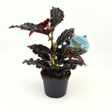Begonia maculata 'Ruby Compact'