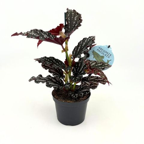 Begonia maculata 'Ruby Compact'