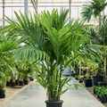 Areca triandra