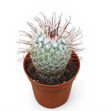 Mammillaria bombycina