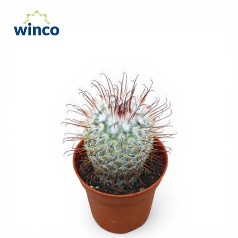 Mammillaria bombycina