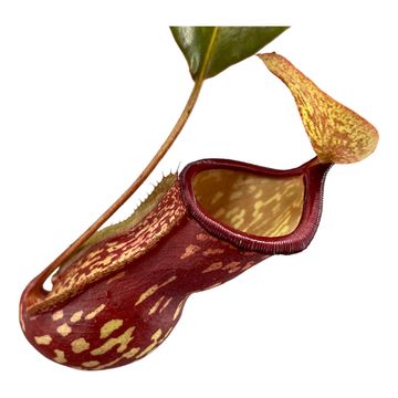 Nepenthes 'Gaya'