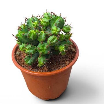 Euphorbia enopla 'Compactum'