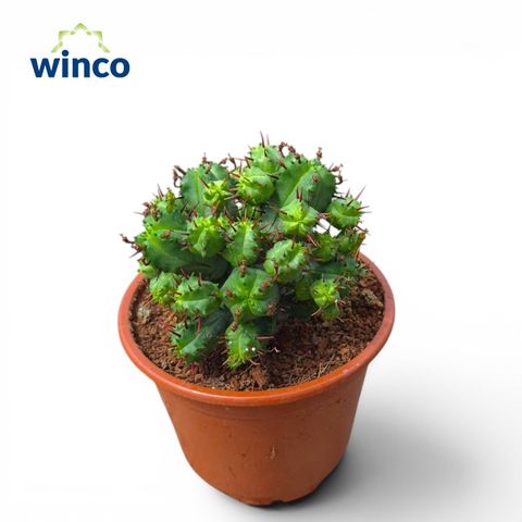 Euphorbia enopla 'Compactum'