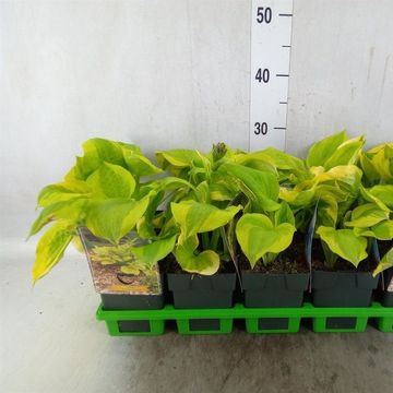 Hosta 'Summer Breeze'