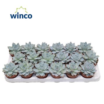 Echeveria 'Blue Bird'
