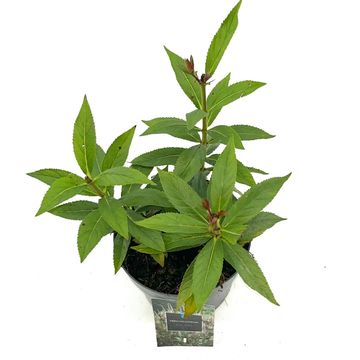 Veronicastrum virginicum 'Pink Glow'