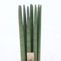 Sansevieria cylindrica 'Straight'