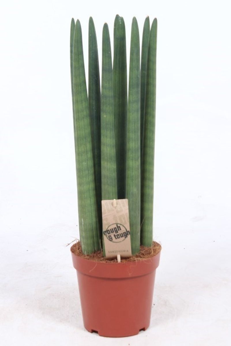 weißer weihnachtsstern pflanze Weißer Weihnachtsstern - Euphorbia pulcherrima
