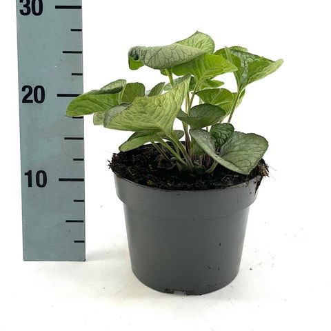 Brunnera macrophylla 'Looking Glass'