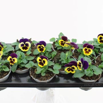 Viola x wittrockiana DELTA F1 YELLOW WITH PURPLE WING