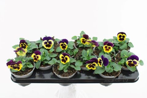 Viola x wittrockiana DELTA F1 YELLOW WITH PURPLE WING