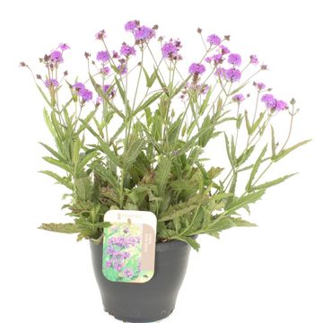 Verbena rigida 'Santos'