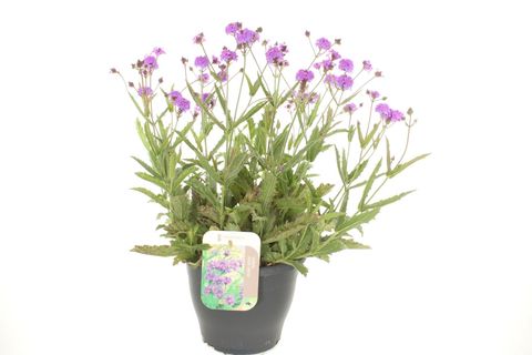 Verbena rigida 'Santos'