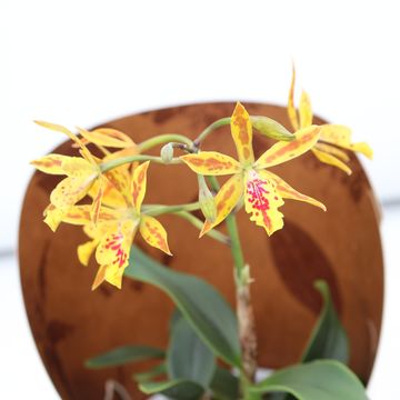 Cattleya MIX