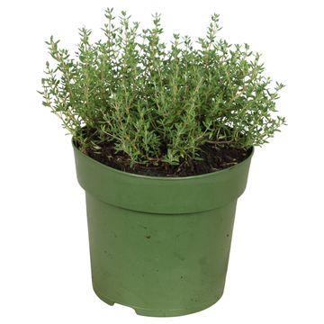 Thymus vulgaris 'Fredo'