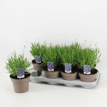 Lavandula angustifolia 'Ellagance Purple'