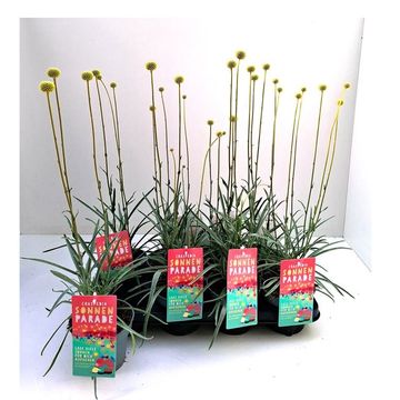 Craspedia globosa