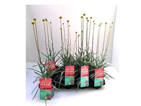 Craspedia globosa